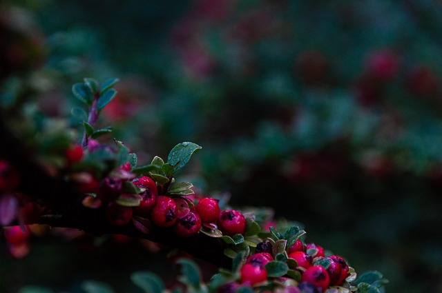 Plant je mee: Heggen en struiken in het plantseizoen