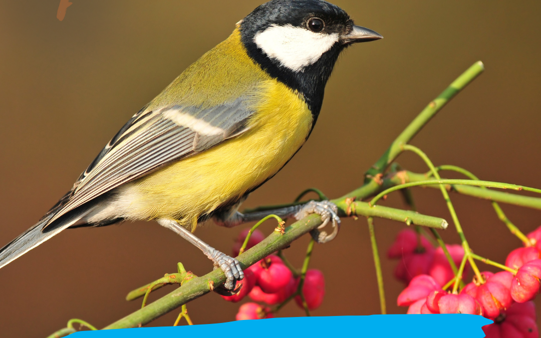Vogelbosjes uitdeelactie: 1.000 gratis boompjes