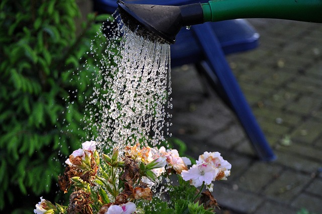 zomer flower wateren