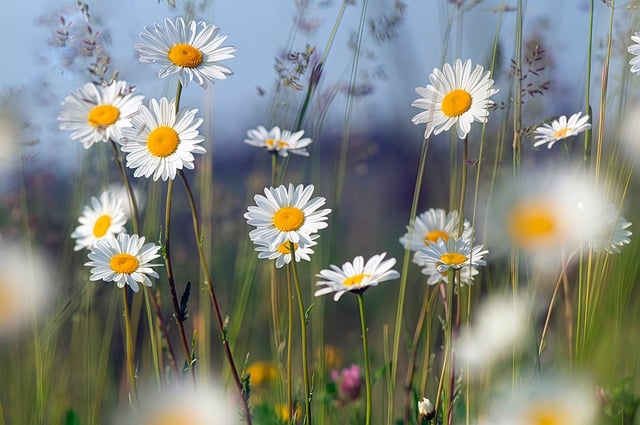 ruslansikunov-chamomile-10084408_640